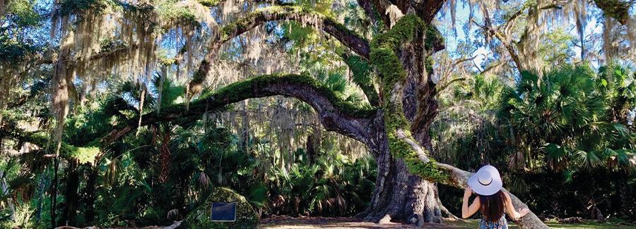 The majestic Fairchild Oak in Bulow Creek State Park