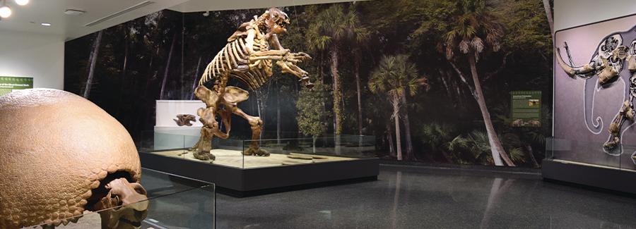 The Smithsonian Affiliated Museum of Arts & Sciences features a Giant Ground Sloth discovered in Daytona Beach