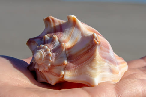 Knobbed Whelk