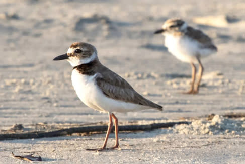 Wilson's Plover