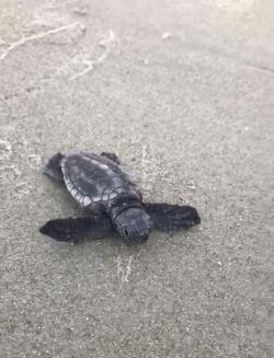 Sea turtle hatchling, Myrtle Beach, SC