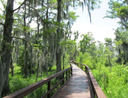 Barataria Preserve