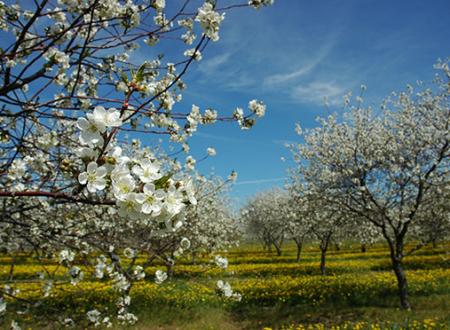 Wallpaper Cherry Blossoms Spring In Traverse City Michigan For Android