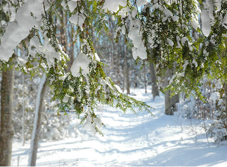 Winter Hiking in Traverse City