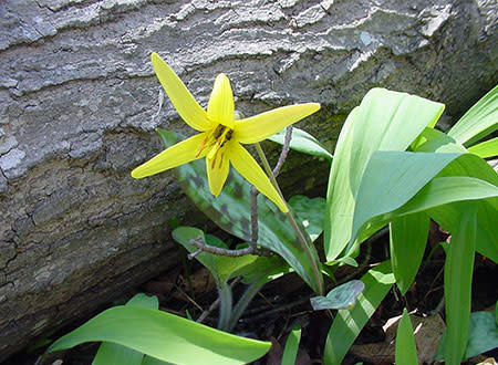Trout Lily