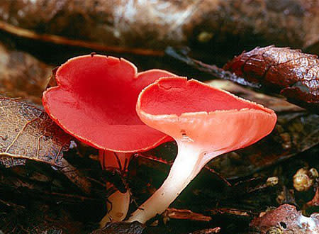 Scarlett Cup Mushroom