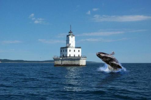 Humpback near North Manitou