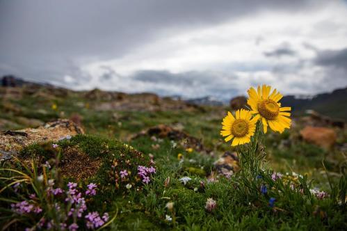 Wildflower Rocky Mountain National Park RMNP
