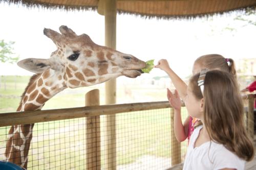 Two girls feedings a giraffe lettuce at the Columbus Zoo's Heart of Africa