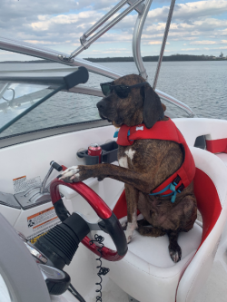 Vega driving the boat
