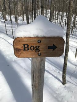 Kettles Trail Bog