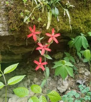 Fire Pink in the Charlestown State Park