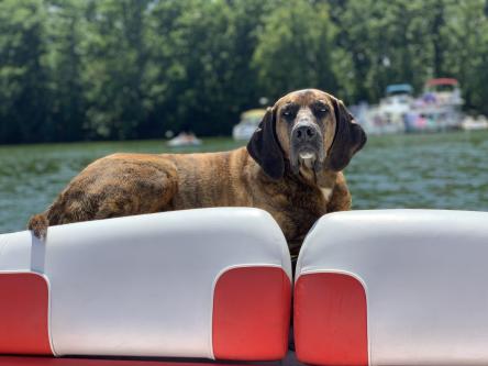 Vega on a boat