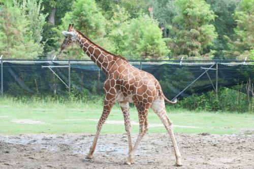 audubon zoo