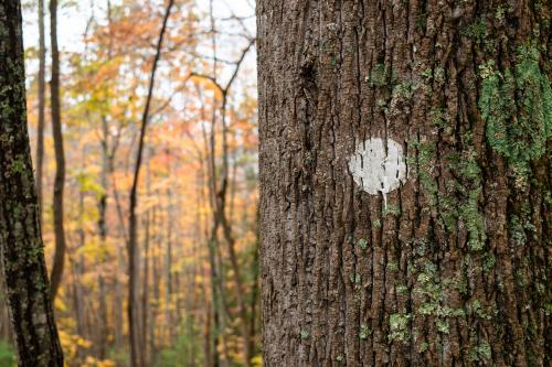 Hard Times Loop Trail Fall