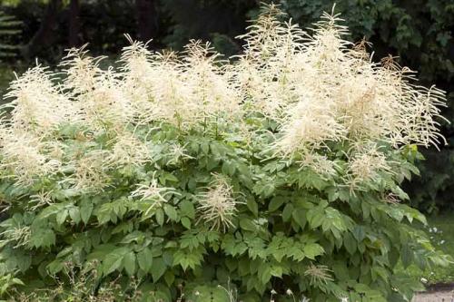 Goats Beard