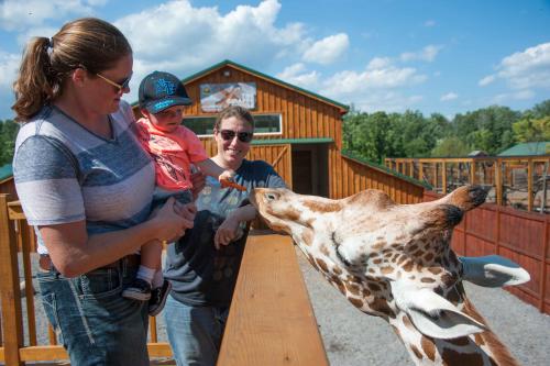 Feeding the giraffe at the Wild Animal Park