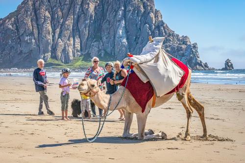 Camel kneeling on beach