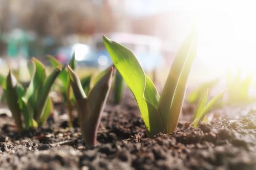 Tulips Spring