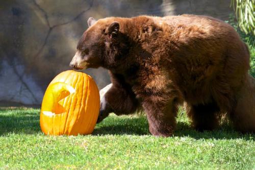 Bears and Pumpkins. Pumpkins and Bears. The Halloween Zoo-tacular is sure to please.