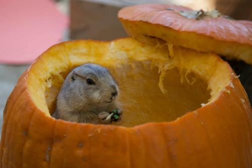 A prairie dog feasts on a pumpkin from within the pumpkin itself at Irvine Regional Park's Halloween Zoo-tacular.