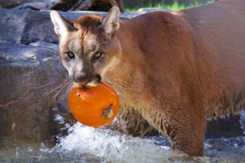 Big cats love a pumpkin treat from time to time, and Irvine Regional Park's Halloween Zoo-tacular is big on treats.