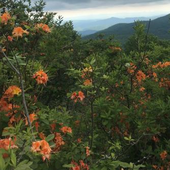 Try Boone S Great Greenway Try Boone S Great Greenway