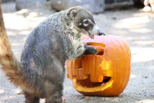 Animals at the Orange County Zoo's Halloween Zoo-tacular love pumpkin treats.