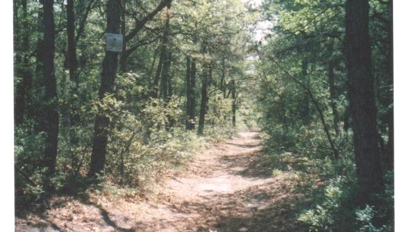 cathedral pines mountain bike trail