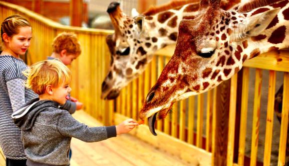 Animal Adventure Park Harpursville Ny 13787