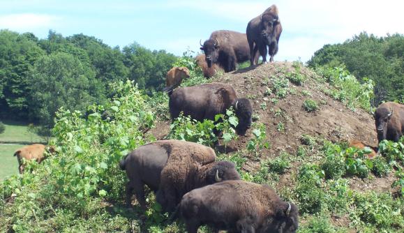Hidden Valley Animal Adventure Varysburg Ny 14167