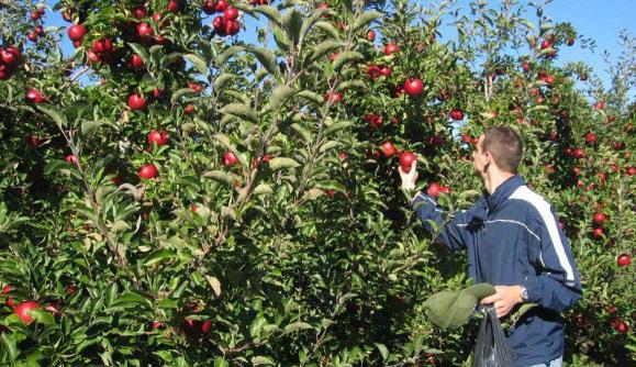 Apple Hills Binghamton Ny 13905