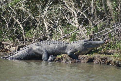 Gator on Louisiana Swamp Tour.