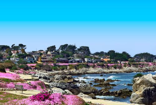 Purple Carpet at Pacific Grove