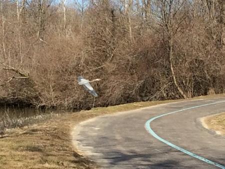 Blue Heron Path in Hummel Park, Plainfield, Indiana