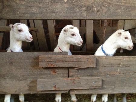 Stepladder Creamery Goats