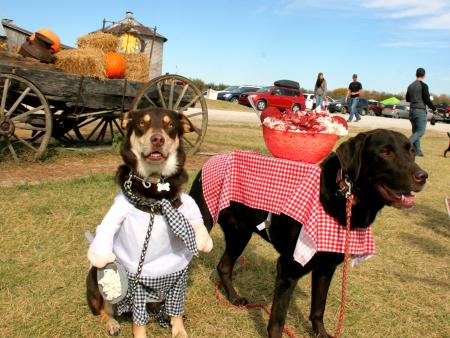 Dog Daze at the Maze at Beasley's Orchard