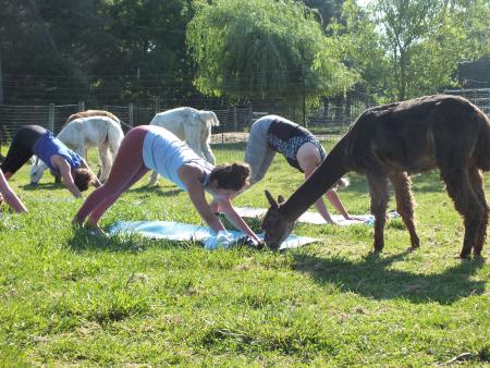 Montrose Farms Alpaca Yoga