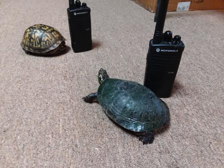 You will want to follow the turtle takeover at McCloud Nature Park. Turtles at McCloud Nature Park
