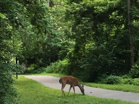 The opportunity always exists on the Arbuckle Acres Trail, and most of our other trails, to find wildlife. Deer at Arbuckle Acres