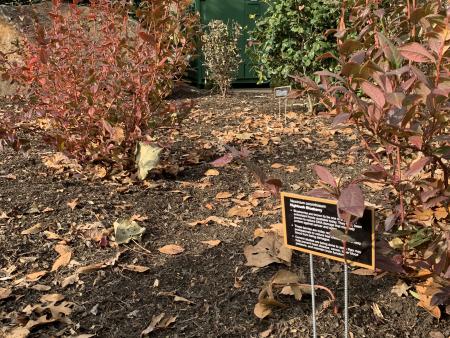 Apothecary Garden Signs Rockwood