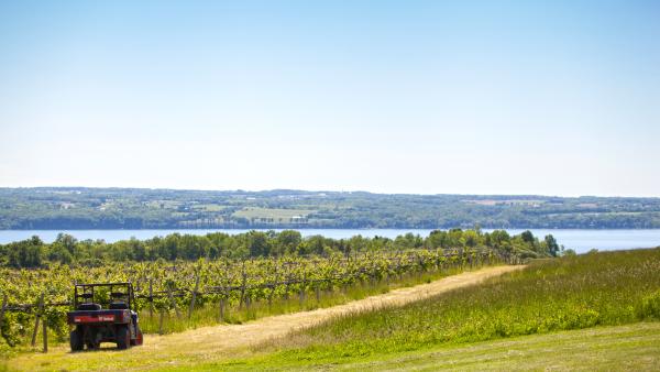 Long Point Winery in Aurora NY - featuring view of vineyard
