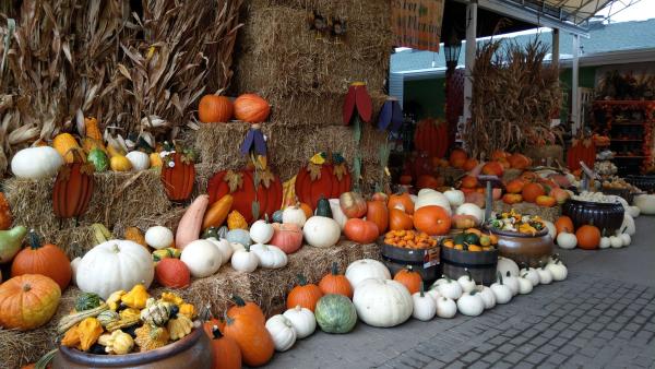 Oakland Nursery Fall