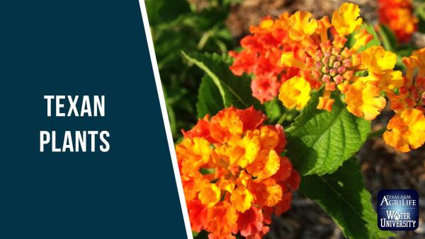 Texas Plants