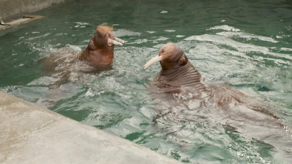 Orphaned walruses at Point Defiance Zoo and Aquarium in Tacoma