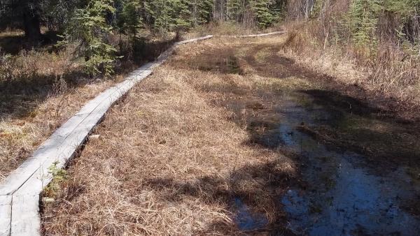 a hiking trail in the woods; planks over a boggy section