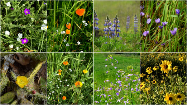 Close-ups of California wild flowers