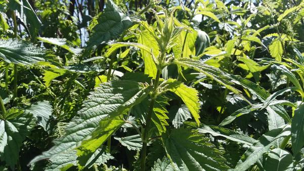 stinging nettle plants