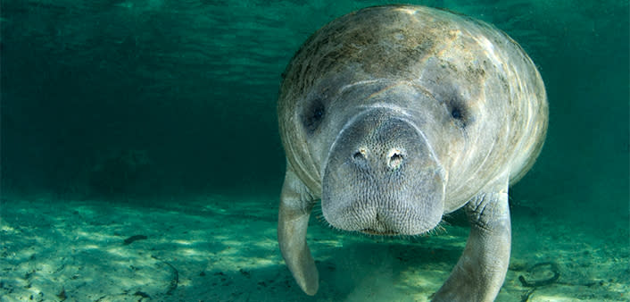 An underwater view of a manatee at Blue Spring State Park