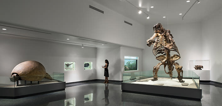 Natural history exhibit at the Museum of Arts & Sciences includes a Giant Ground Sloth